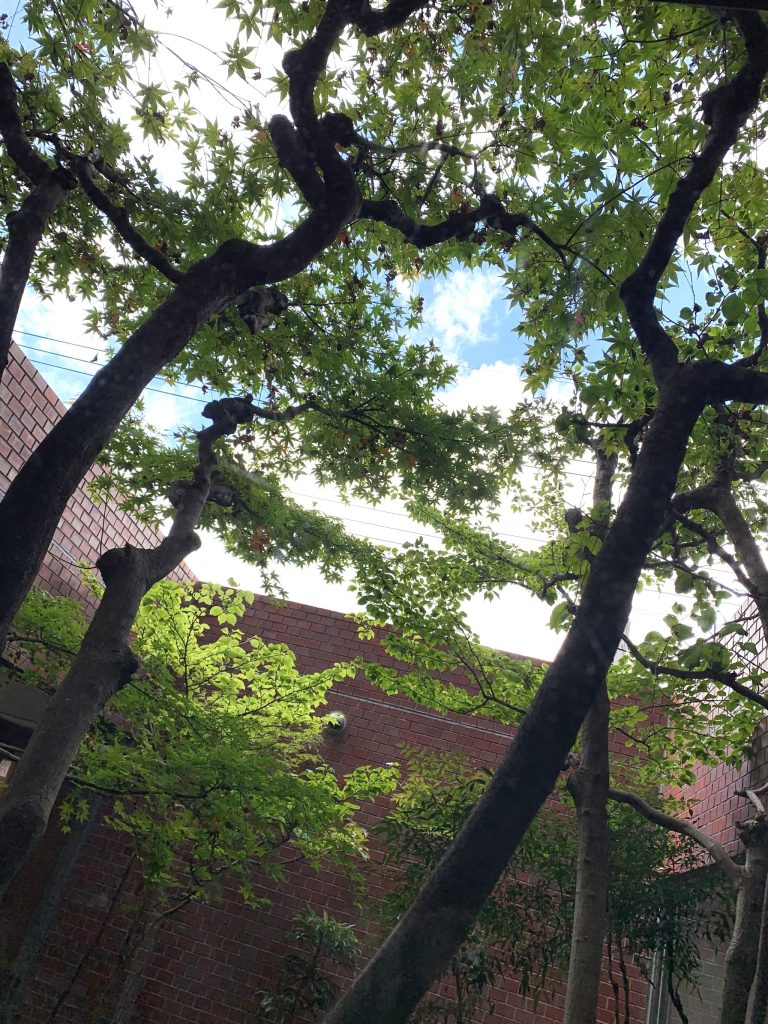 マンション坪庭１