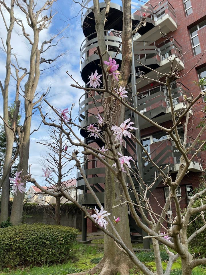 シデコブシの季節