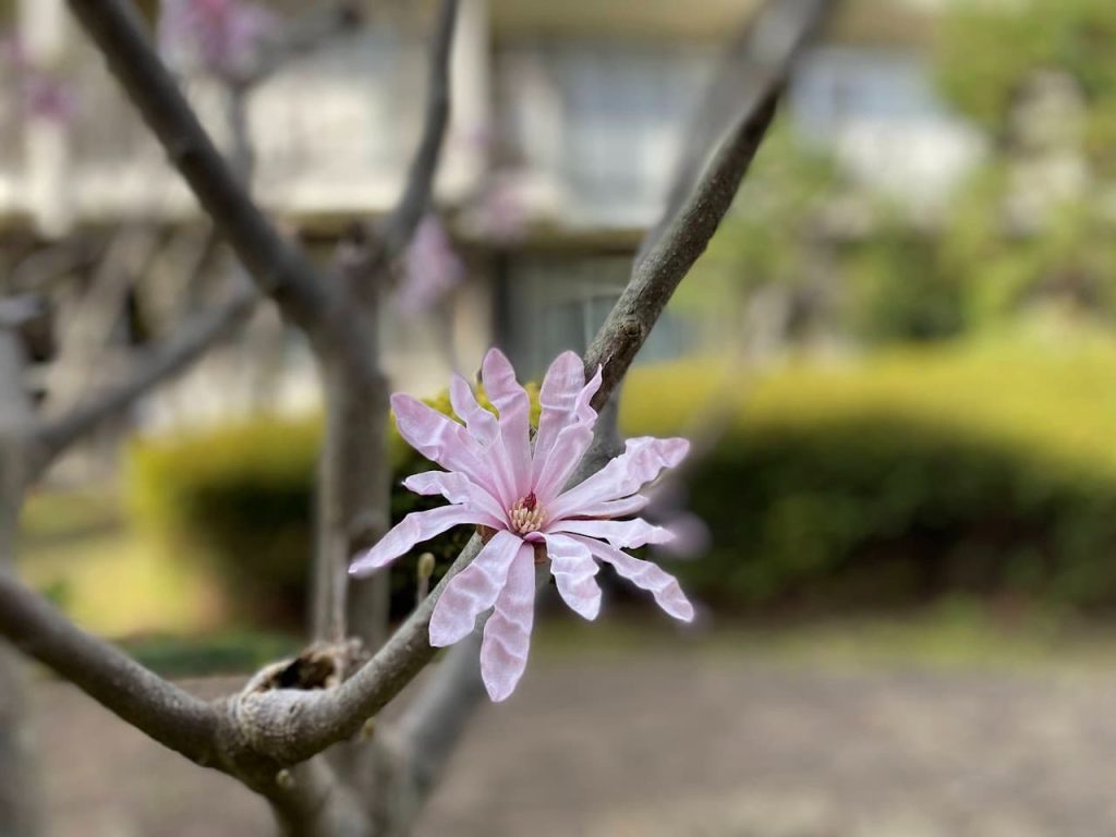 中庭に咲いたお花４