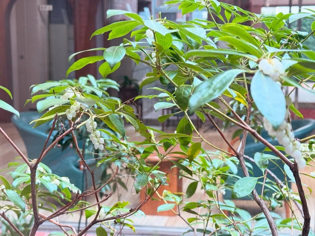 坪庭に咲いたお花２