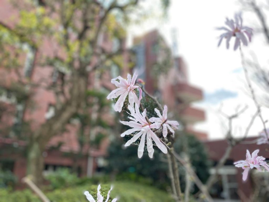 中庭に咲いたお花２