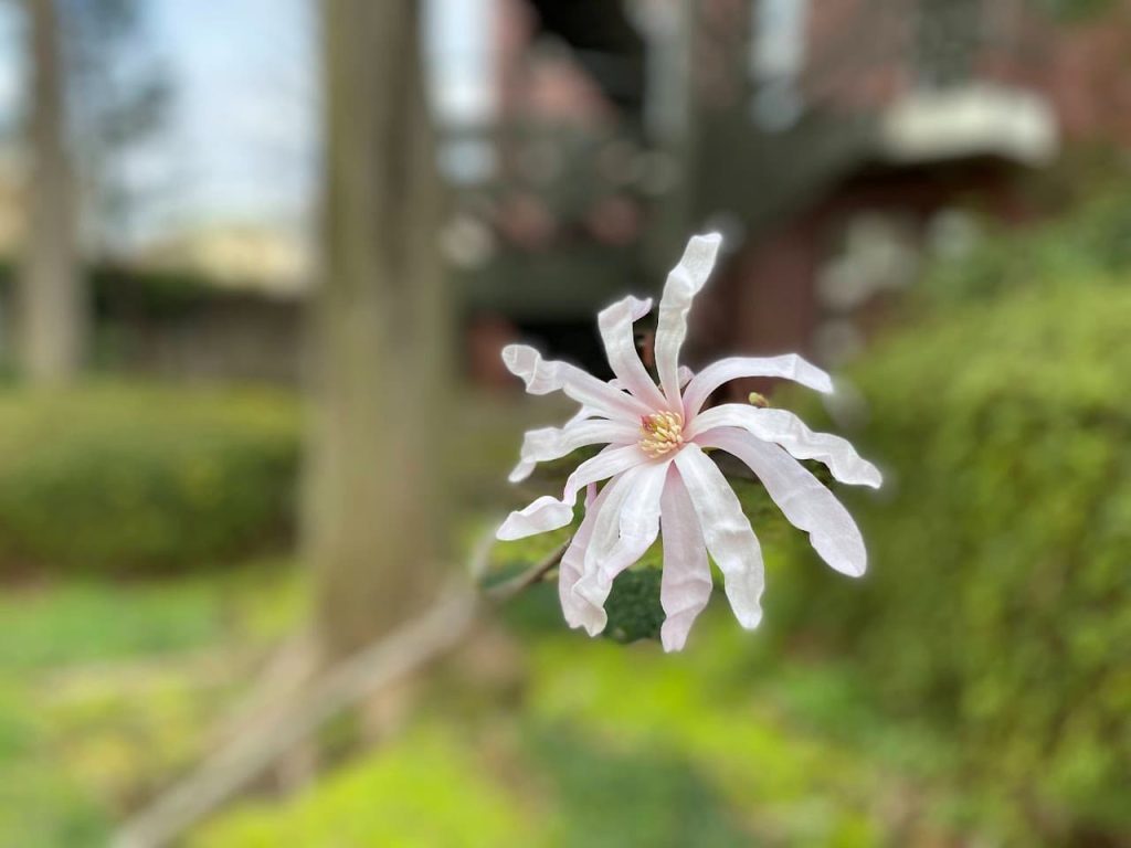 中庭に咲いたお花３