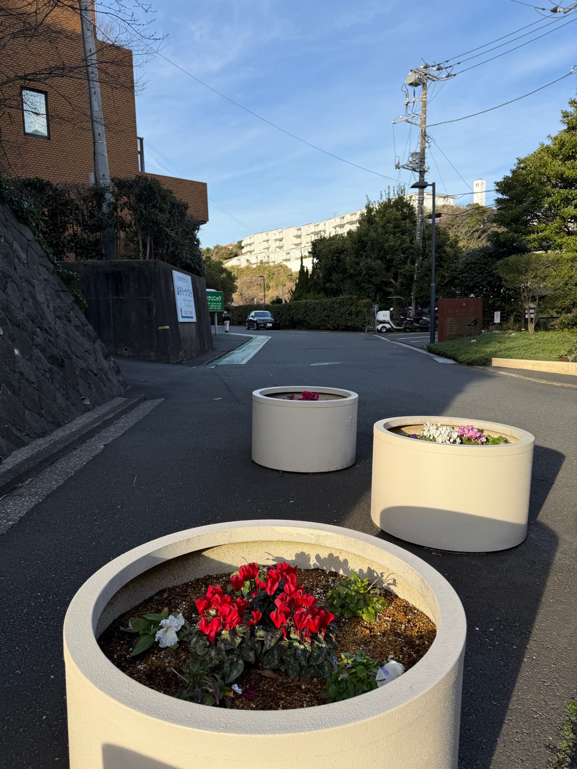 三寒四温とチューリップ