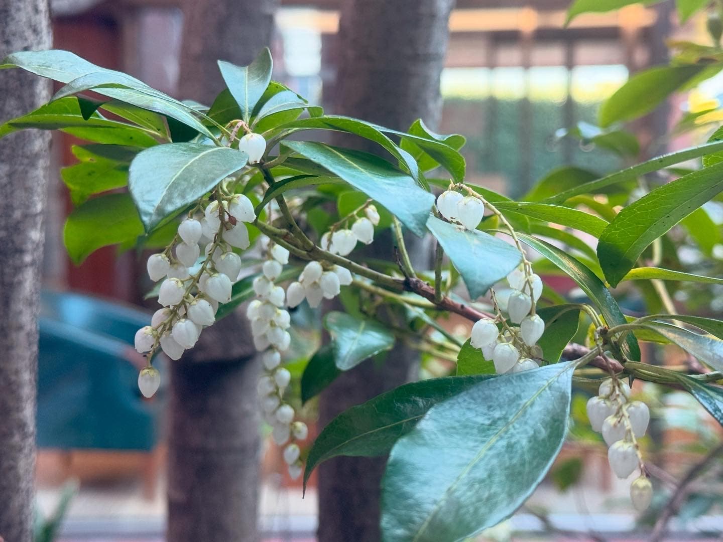 「あせび」の咲く庭