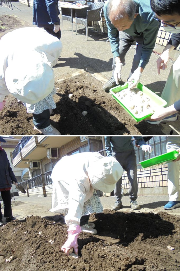 ジャガイモ植え２