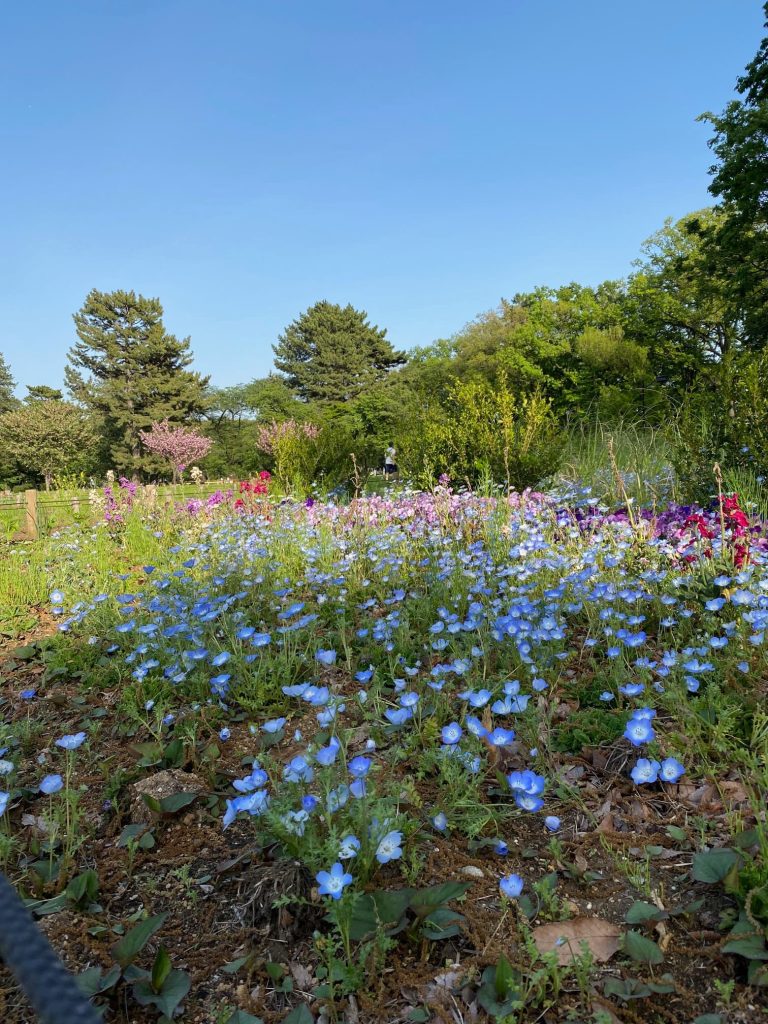 小金井公園の花々４