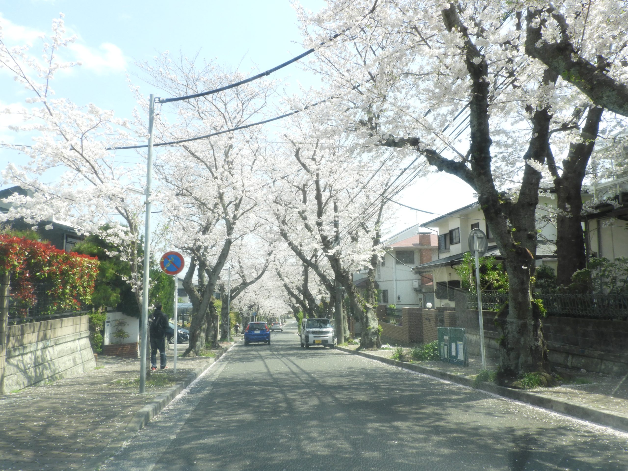 逗子ハイランドの桜🌸