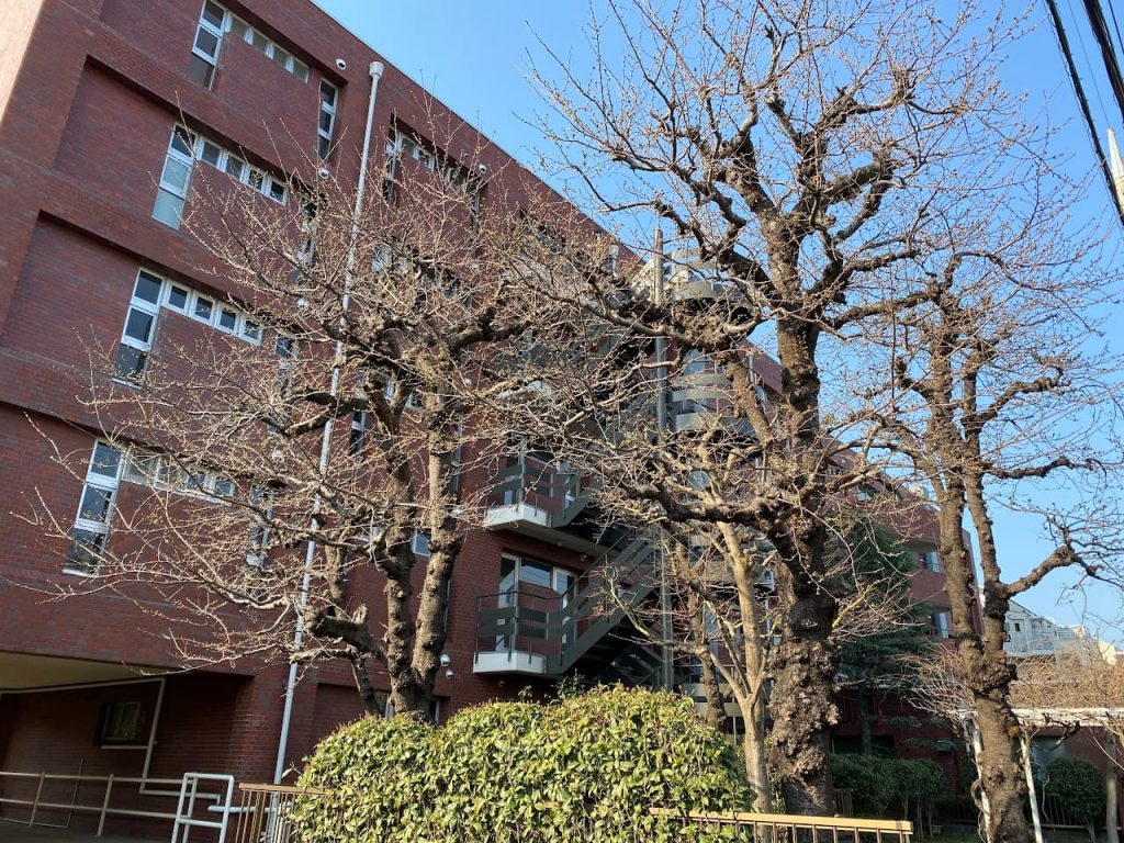 マンションの桜の変化１