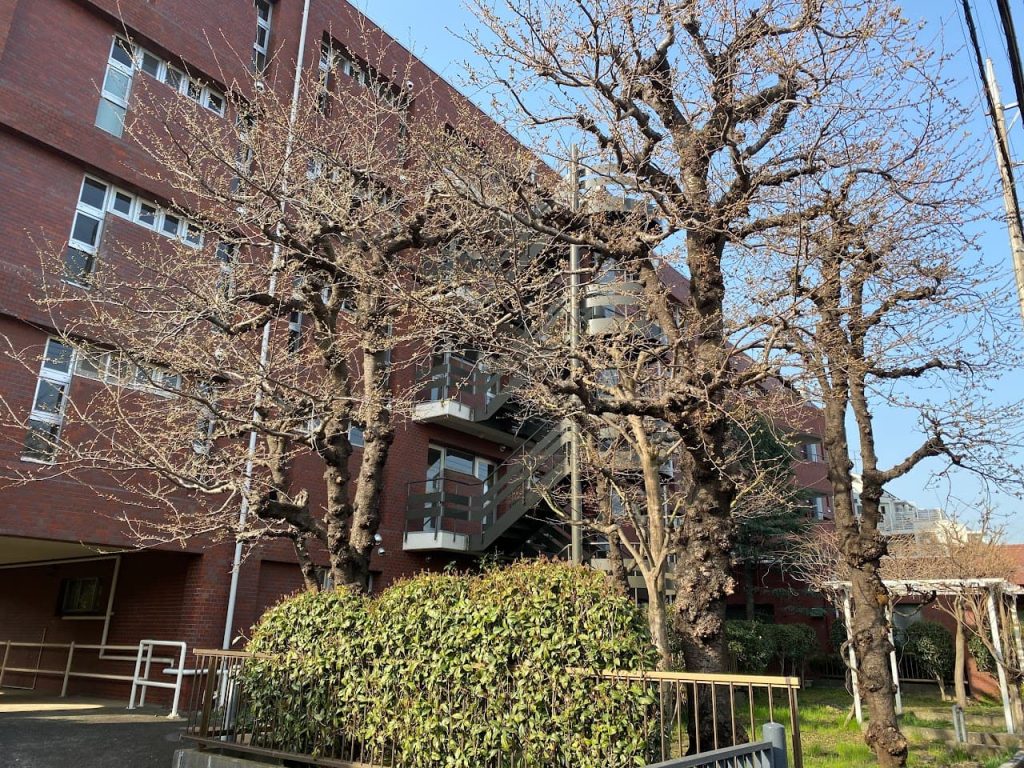 マンションの桜の変化２