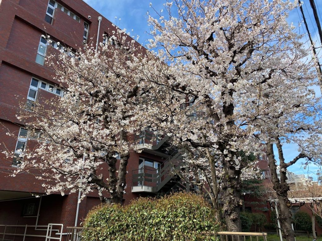 マンションの桜の変化４