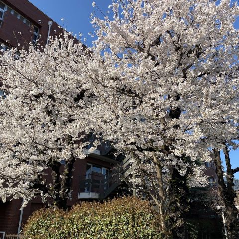 桜観察日和♪