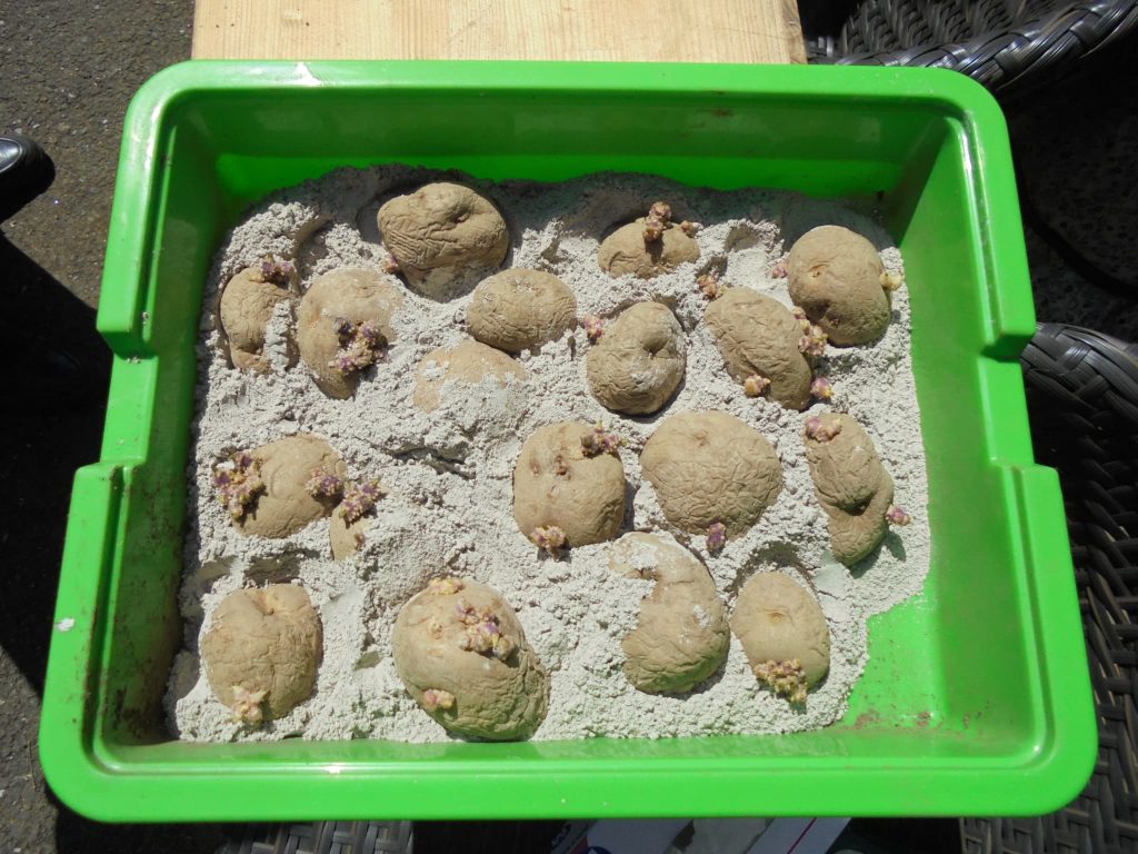 ジャガイモ植え４