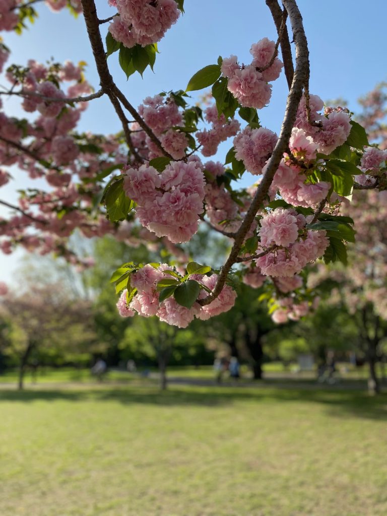 小金井公園の花々２