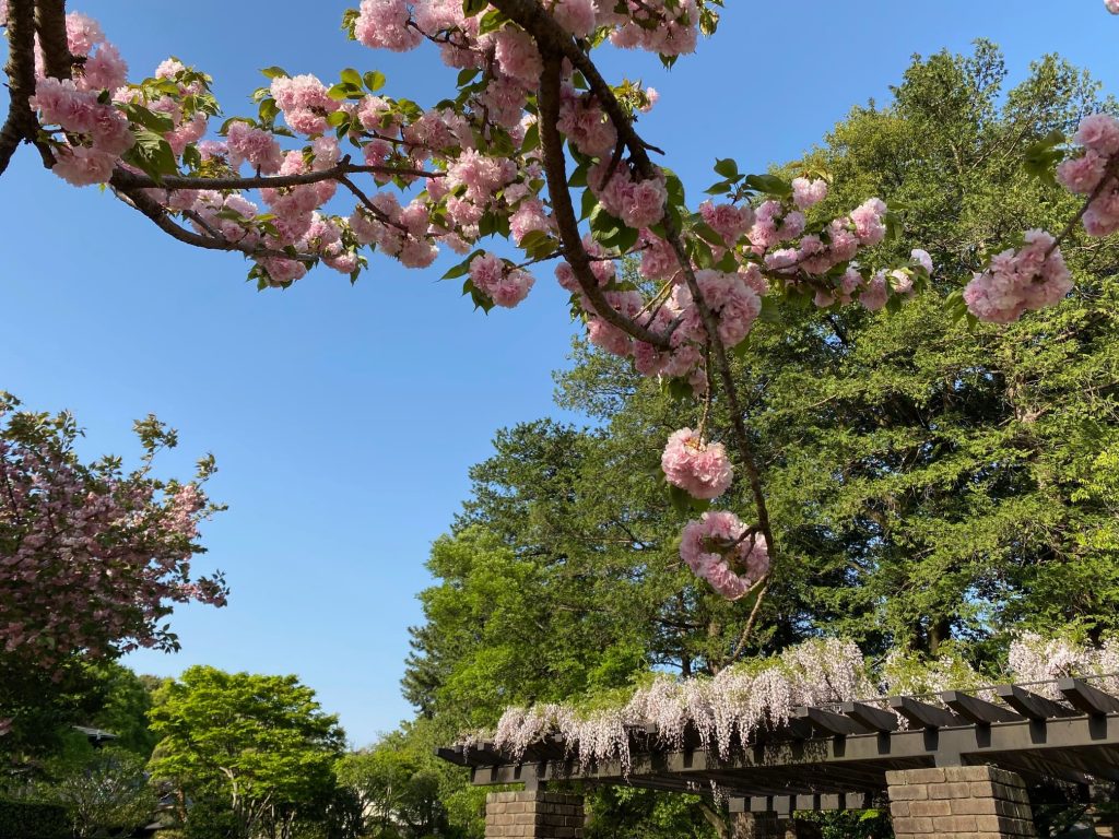 小金井公園の花々３
