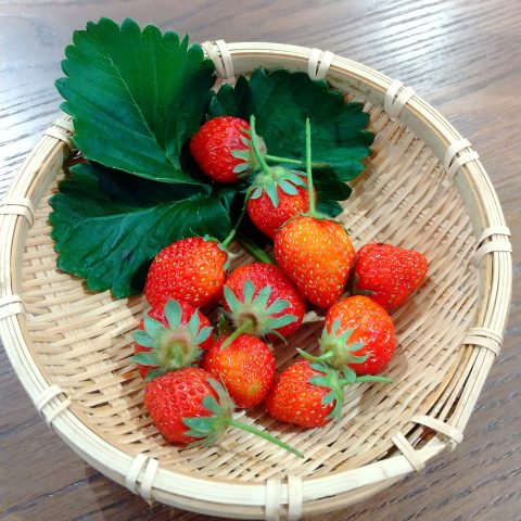いちごが実りました！