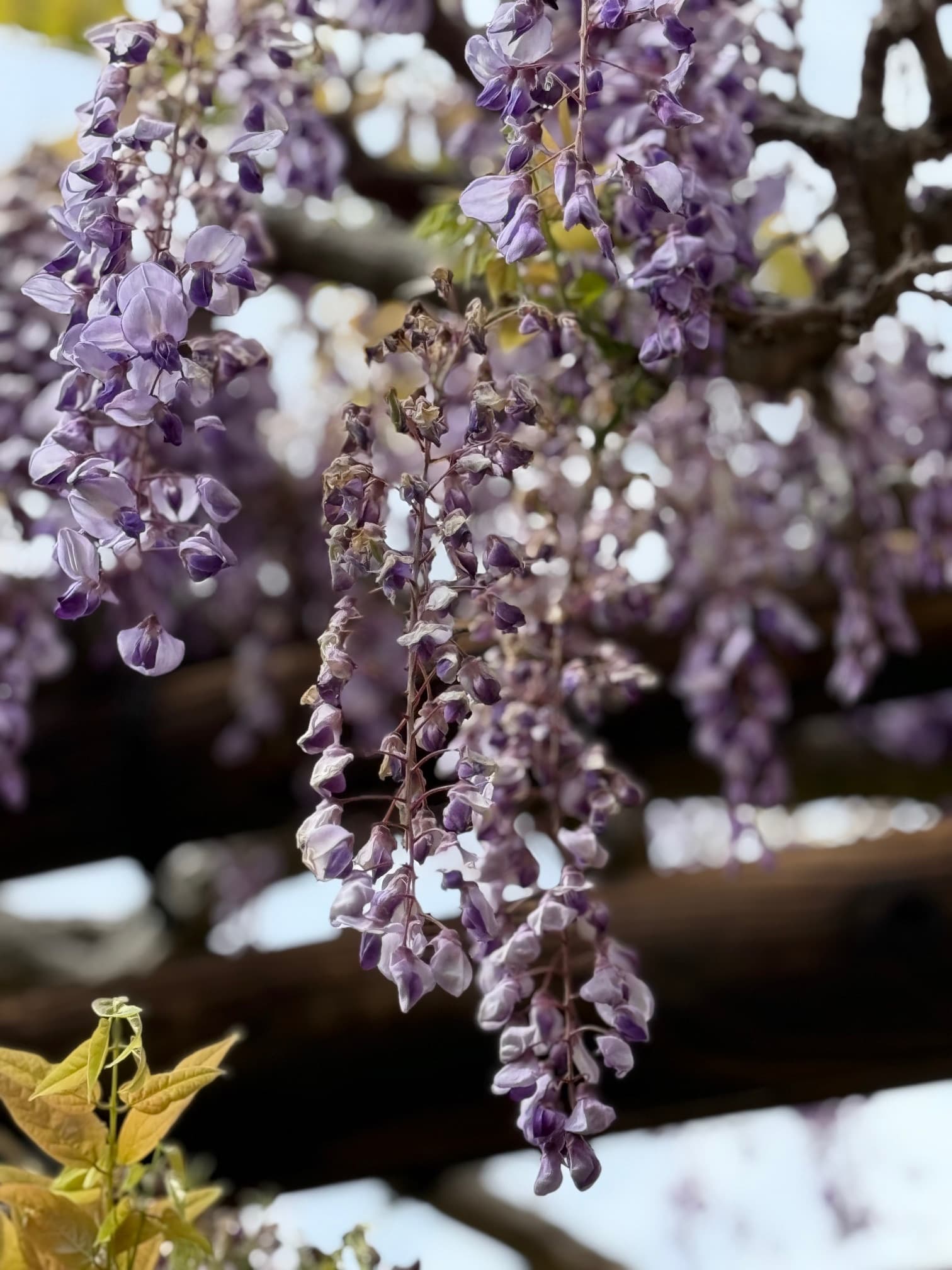 藤棚まっさかり！