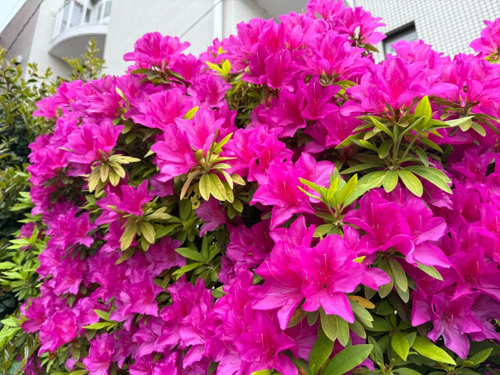 マンションのツツジ3