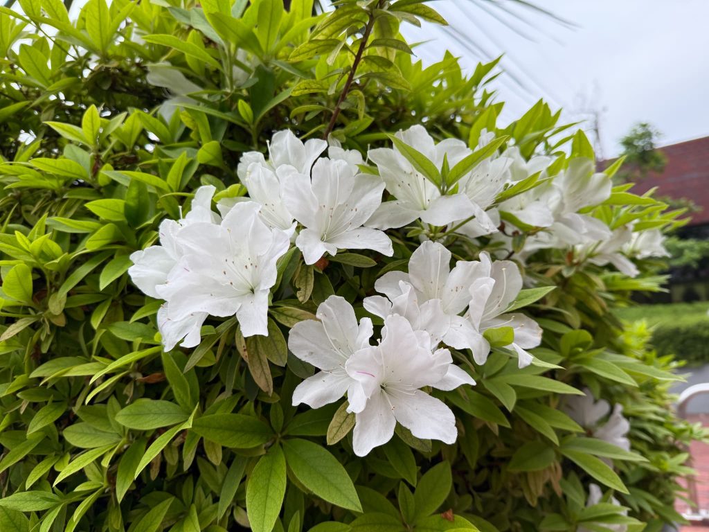 マンションのツツジ2