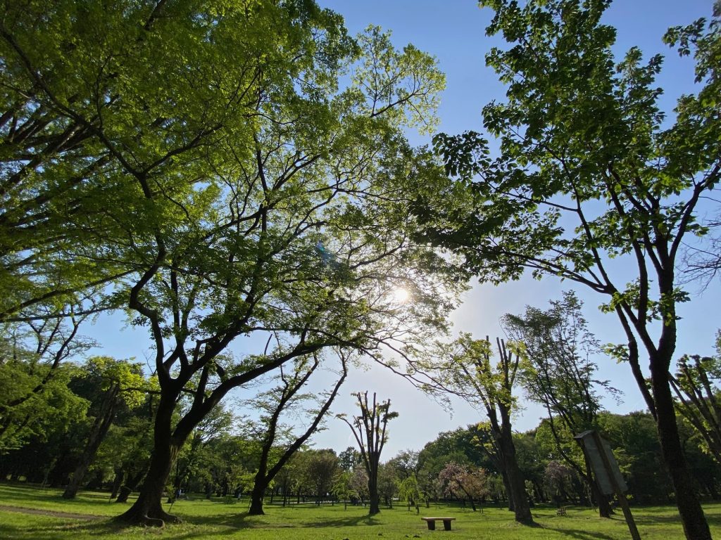 小金井公園の花々１