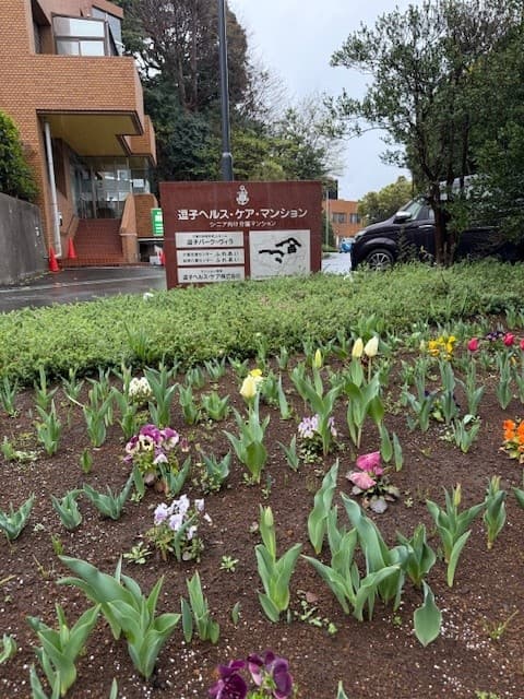 チューリップ２