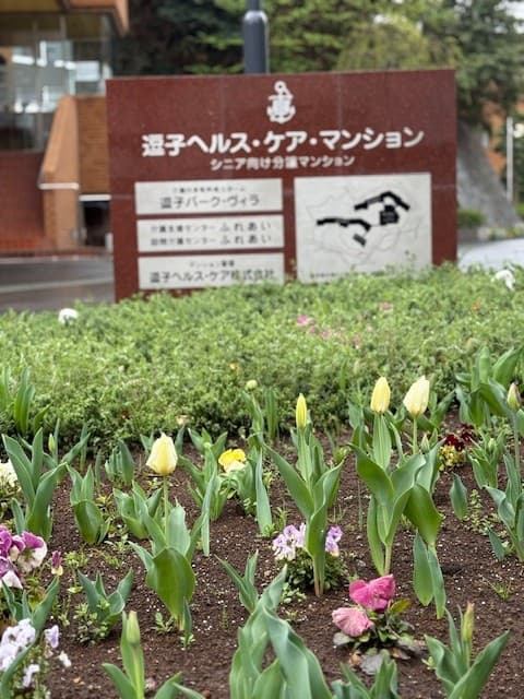 チューリップが咲きました