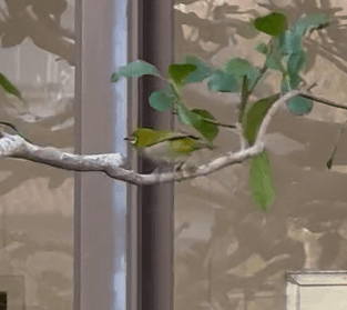 メジロの踊る庭