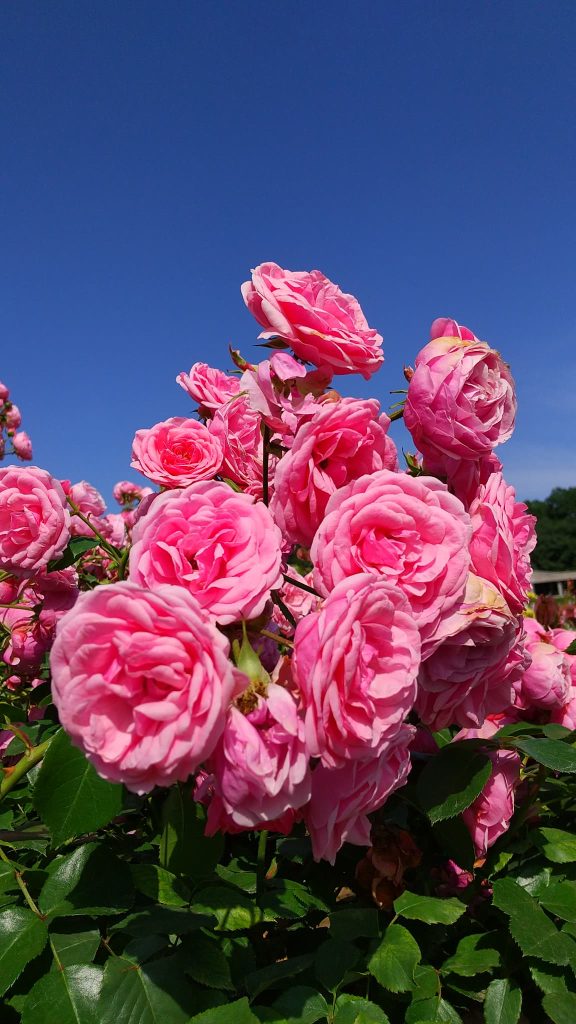 薔薇ツアー第二弾3