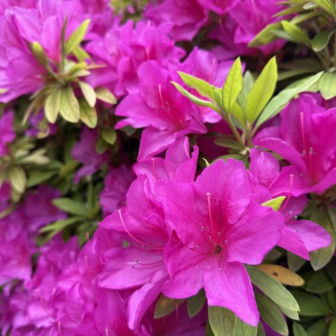 ツツジの花