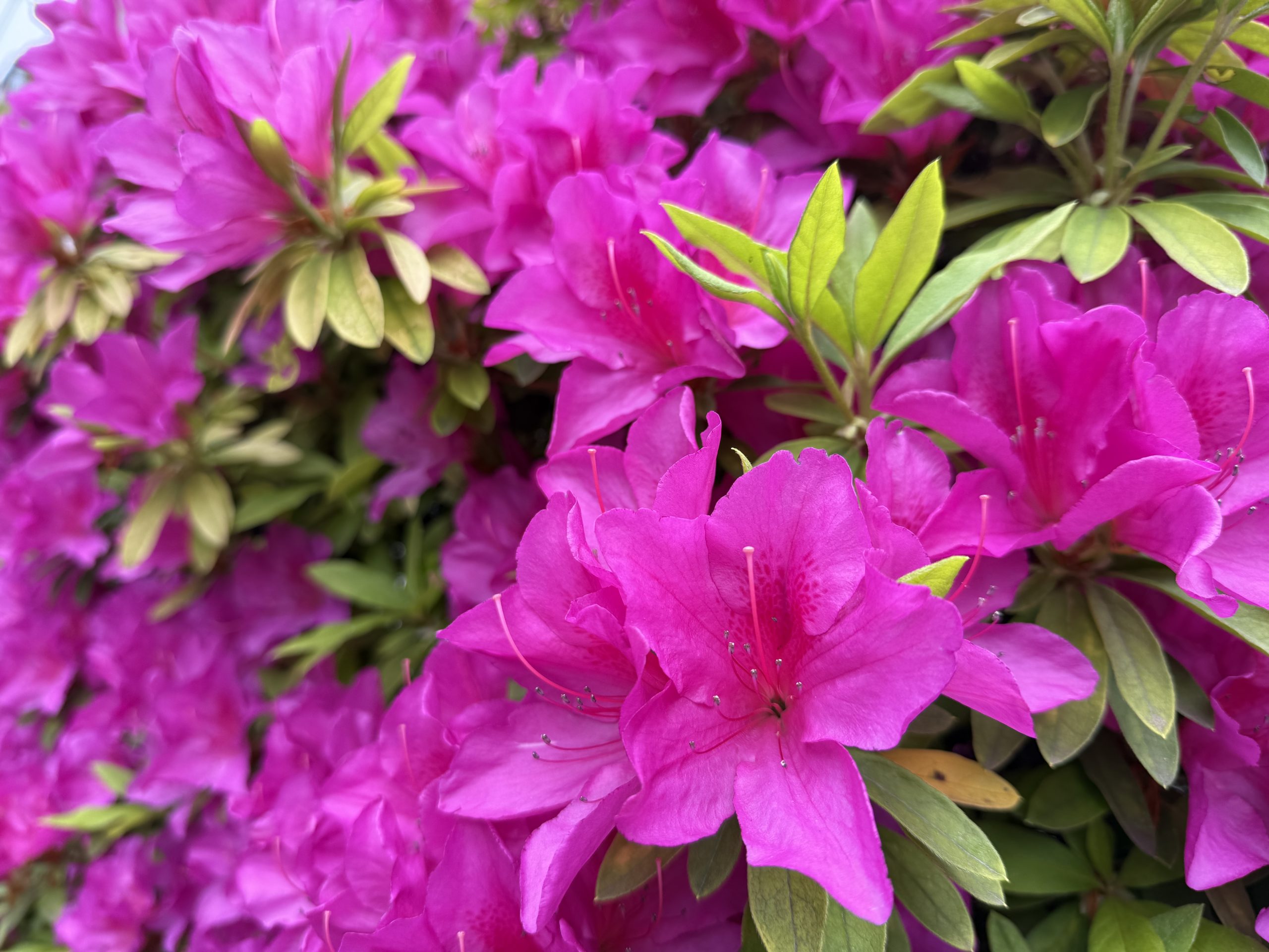 ツツジの花