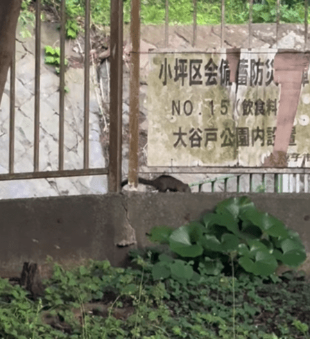 小さな訪問者🐿️