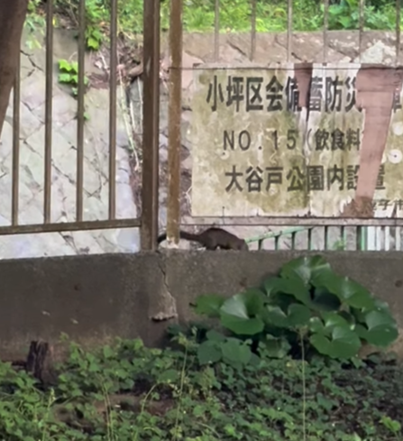 小さな訪問者🐿️