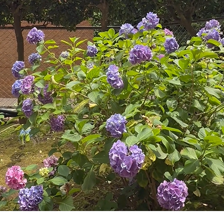 紫陽花の季節☂️