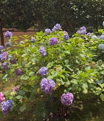 紫陽花の季節☂️