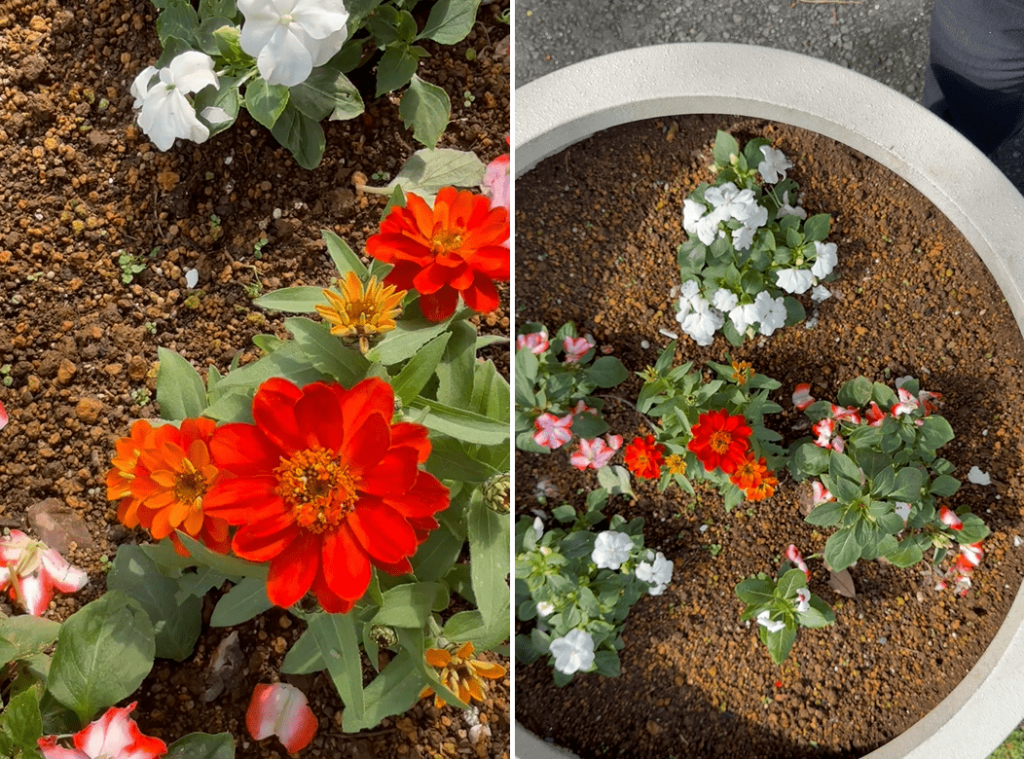 ヒャクニチソウ1