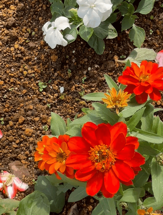 ヒャクニチソウ