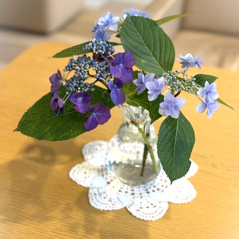 紫陽花の癒し