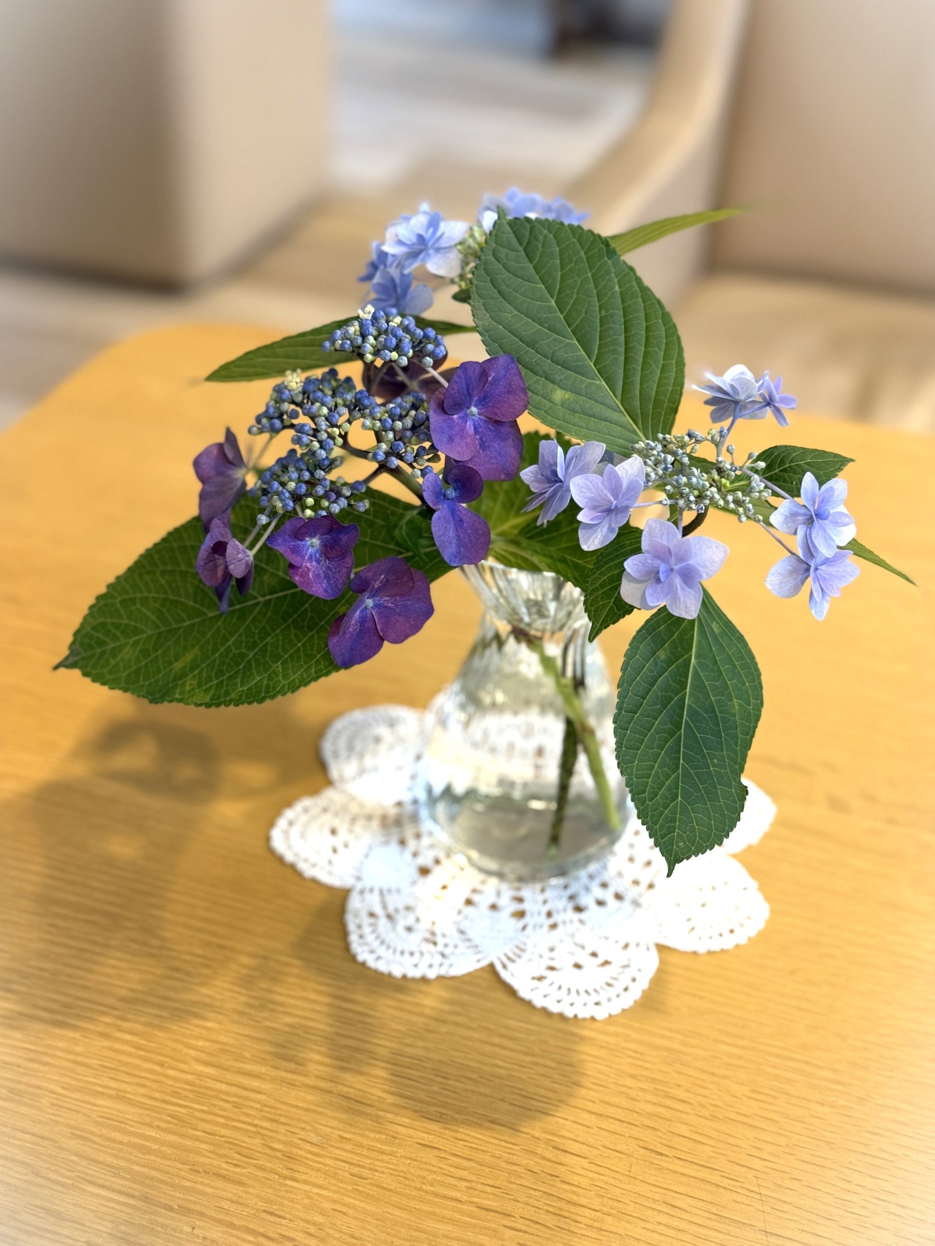 紫陽花の癒し