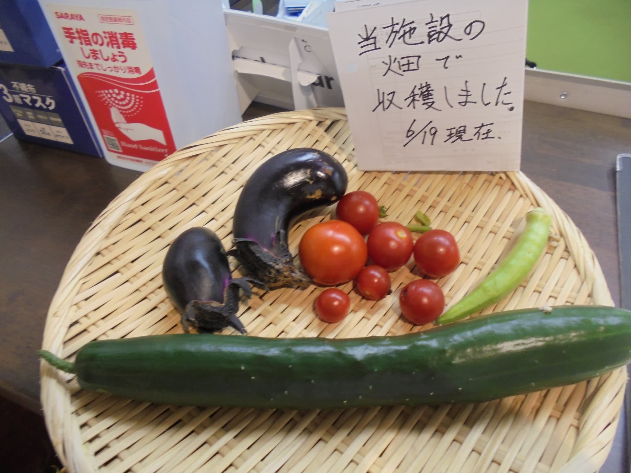 夏野菜の収穫