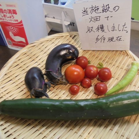 夏野菜の収穫