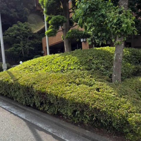 庭木整備🌳