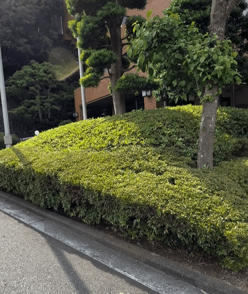 庭木整備🌳