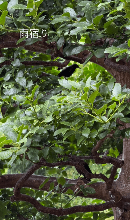 雨宿り３