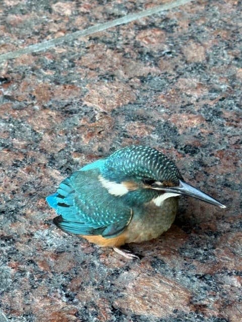 翡翠色の訪問者