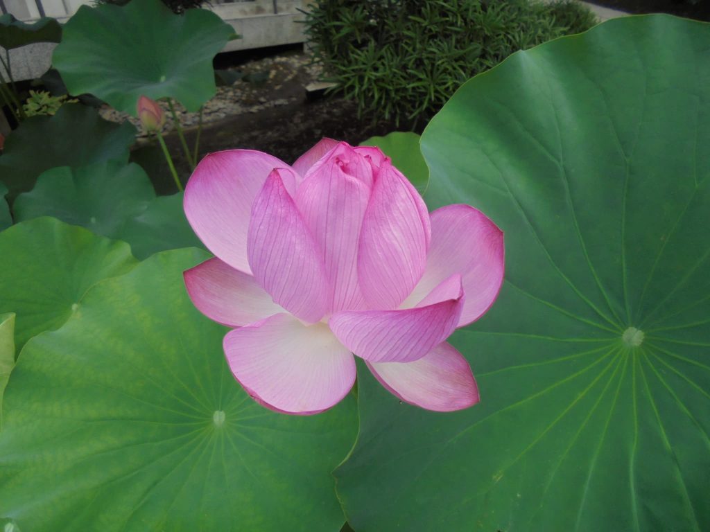 真蔵院の蓮の花2