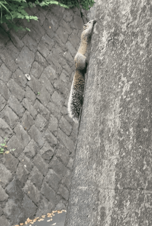 小さな訪問者３