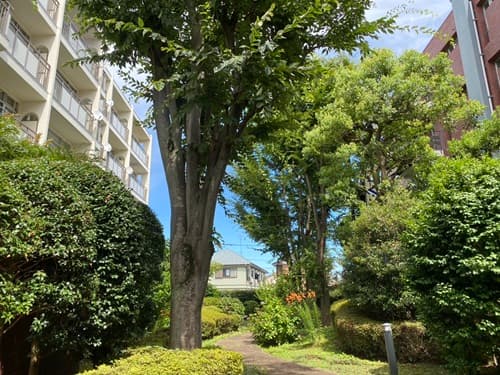 緑鮮やかな中庭