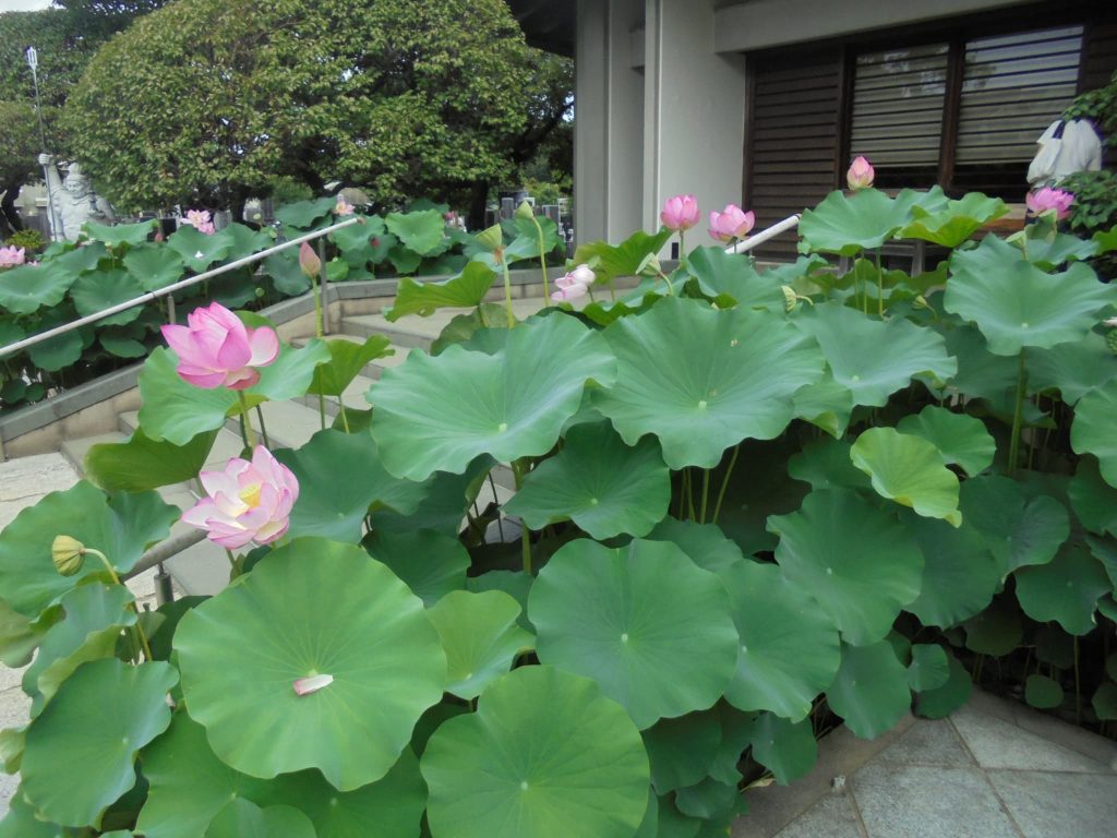 真蔵院の蓮の花5