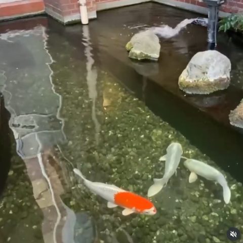 涼しげな池
