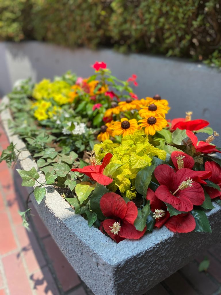 入れ替えたプランターのお花達１