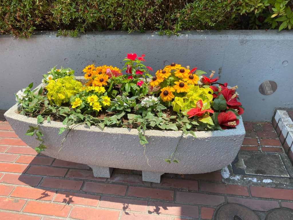 入れ替えたプランターのお花達2